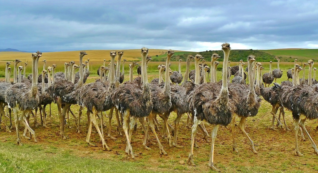 Find My Flock